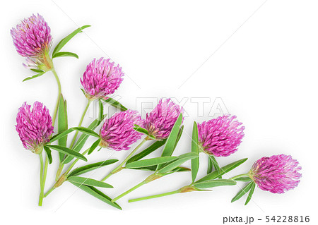 Clover or trefoil flower medicinal herbs isolated on white background with copy space for your text 54228816