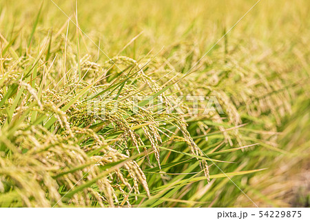 収穫まじかの稲 見沼田んぼ 秋 収穫まじかの稲 見沼田んぼ 秋 54229875