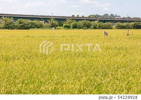 収穫まじかの稲 見沼田んぼ 秋 収穫まじかの稲 見沼田んぼ 秋 54229928