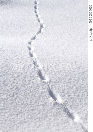 雪面の動物の足跡 ネズミの足跡の写真素材