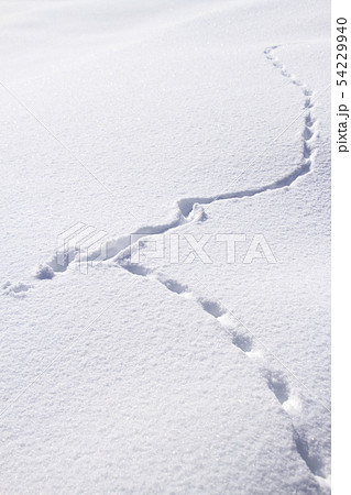 雪面の動物の足跡、ネズミの足跡 54229940