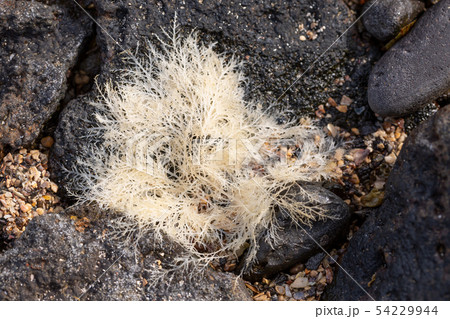 テングサ 54229944