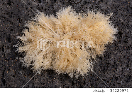 テングサ 54229972