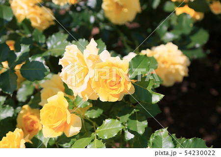 バラの花　ゴールドバニー 54230022