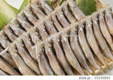 ししゃも 54230093