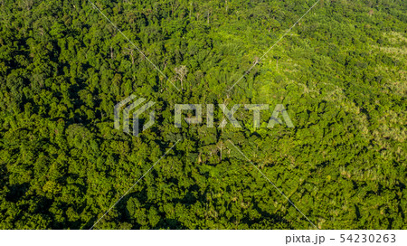 Aerial view of forest, Background of forest view 54230263