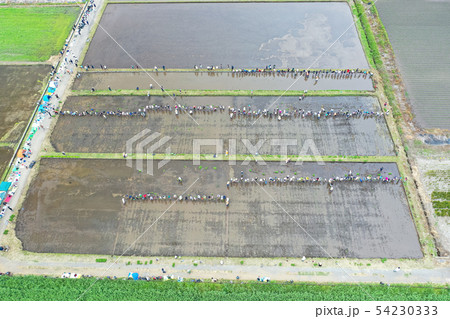 空撮　見沼田んぼ　田植えをする人々 54230333
