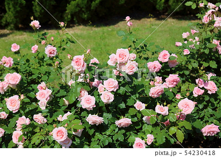 バラの花　 54230418