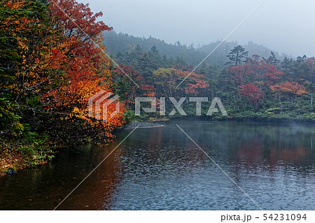 紅葉の北八ヶ岳・七ツ池の風景 紅葉の北八ヶ岳・七ツ池の風景 54231094