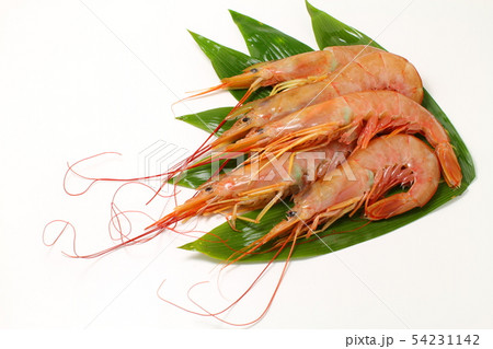 海老、エビ、魚貝類 54231142