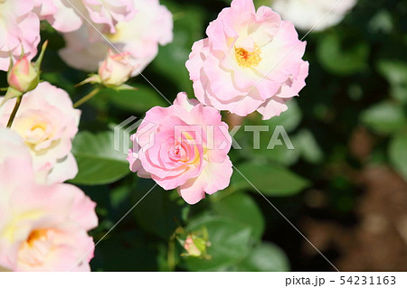 バラの花　マチルダ 54231163