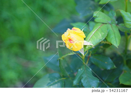 バラの花 ベラローマ バラの花 ベラローマ 54231167