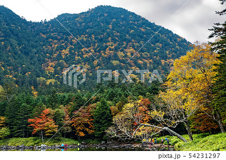 紅葉の北八ヶ岳・亀甲池の風景 紅葉の北八ヶ岳・亀甲池の風景 54231297