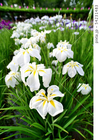 菖蒲の花 白 の写真素材