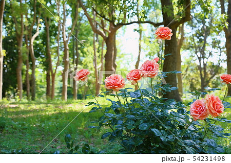 バラの花　アシュラム 54231498