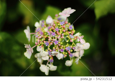 紫陽花 【アジサイ】 54231512