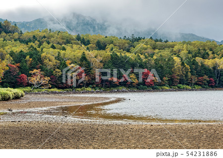 紅葉の北八ヶ岳・雨池の風景 紅葉の北八ヶ岳・雨池の風景 54231886
