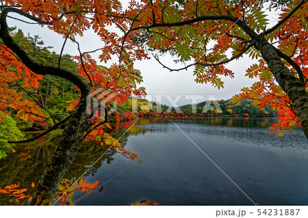 北八ヶ岳・白駒池の紅葉 北八ヶ岳・白駒池の紅葉 54231887
