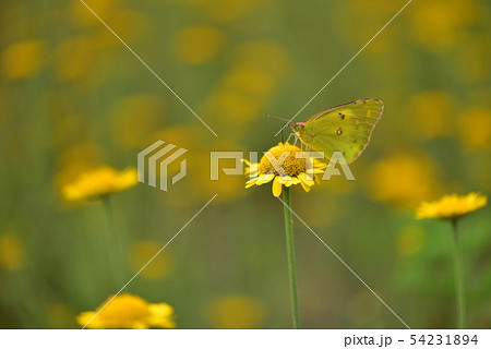 花と蝶（ダイヤーズカモミールとモンキチョウ） 54231894