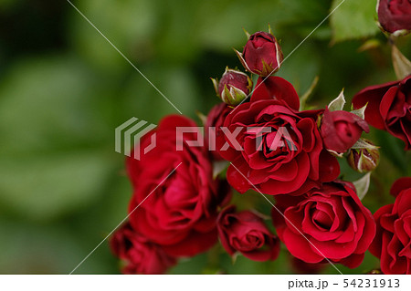 赤い薔薇　ラバグルート 54231913
