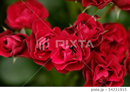 赤い薔薇　ラバグルート 54231915