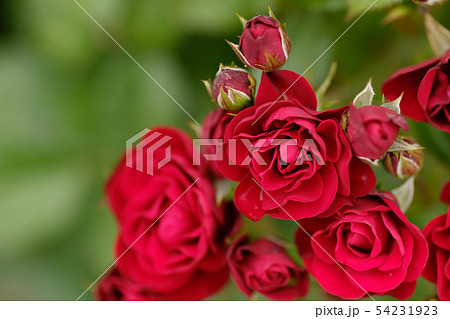 赤い薔薇　ラバグルート 54231923