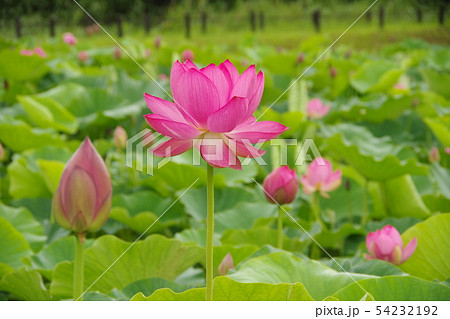 古代蓮の花 54232192