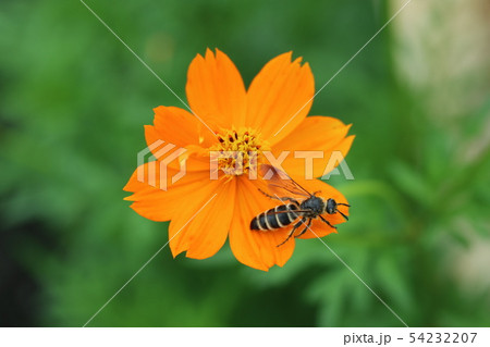 黄花コスモスと一匹の蜂 54232207