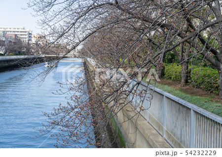 大横川　桜咲き始め 54232229