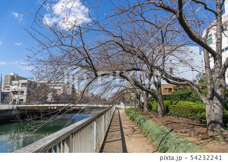 大横川　桜咲き始め 54232241