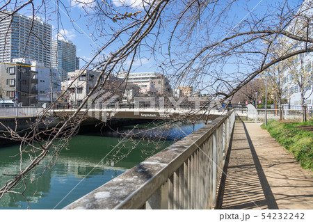 大横川　桜咲き始め 54232242