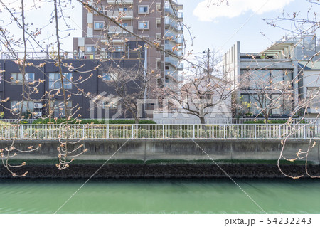 大横川　桜咲き始め 54232243