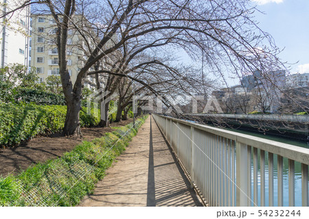 大横川　桜咲き始め 54232244