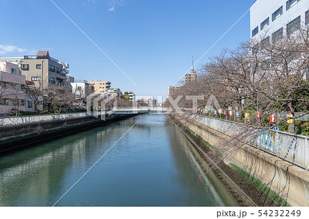 大横川　桜咲き始め 54232249