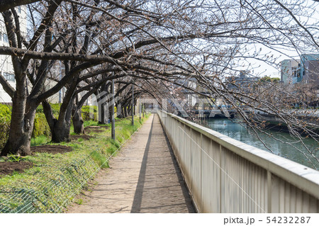 大横川　桜咲き始め 54232287
