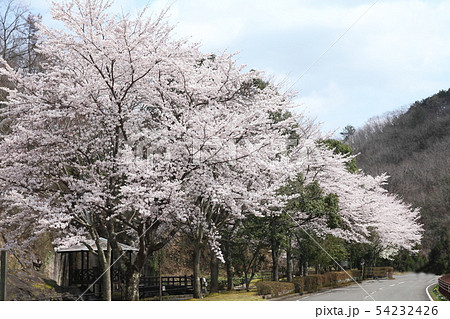 やくの玄武岩の桜 やくの玄武岩の桜 54232426