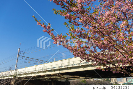 旧中川河川敷　河津桜 54233253