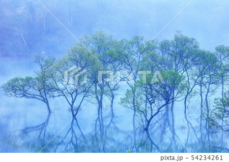 朝靄と新緑の白川湖 54234261