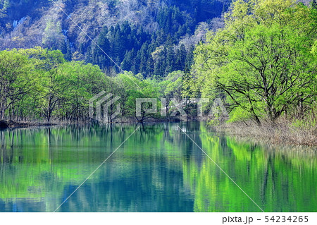 新緑の白川湖 54234265