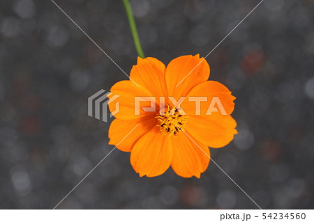 黄花コスモス 54234560