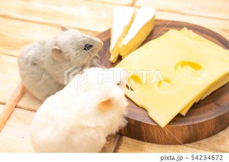 ねずみのぬいぐるみとチーズ 54234672