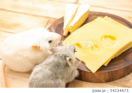ねずみのぬいぐるみとチーズ ねずみのぬいぐるみとチーズ 54234673