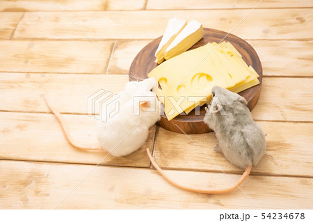 ねずみのぬいぐるみとチーズ ねずみのぬいぐるみとチーズ 54234678