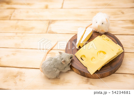 ねずみのぬいぐるみとチーズ 54234681