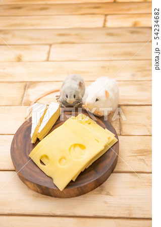 ねずみのぬいぐるみとチーズの写真素材