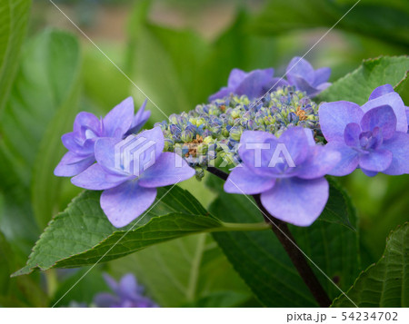 普現堂湧水源の紫陽花 54234702