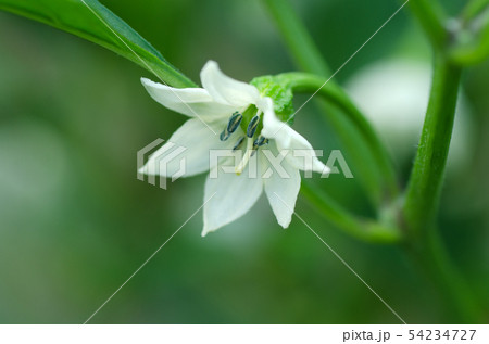 ピーマンの花の写真素材