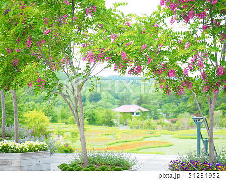 北海道の風景 ハナアカシア 54234952