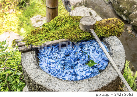 柳谷観音の紫陽花 54235062