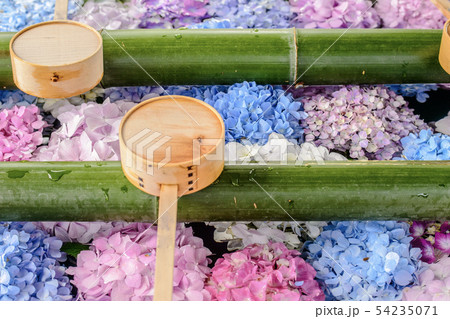 柳谷観音の紫陽花 54235071